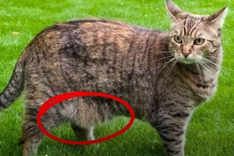 La bolsa primordial de los gatos: por qué la piel abdominal no siempre indica sobrepeso